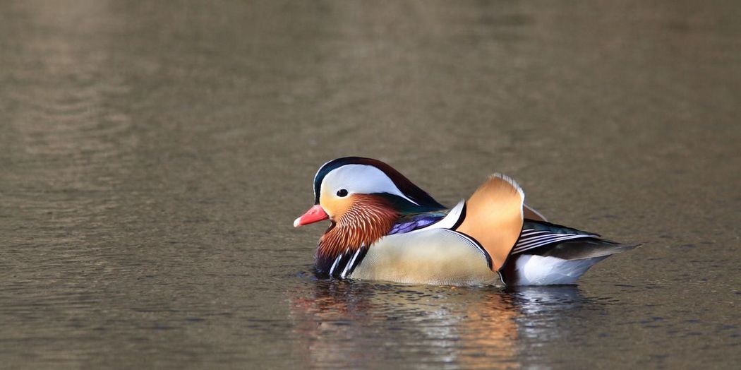 pic
