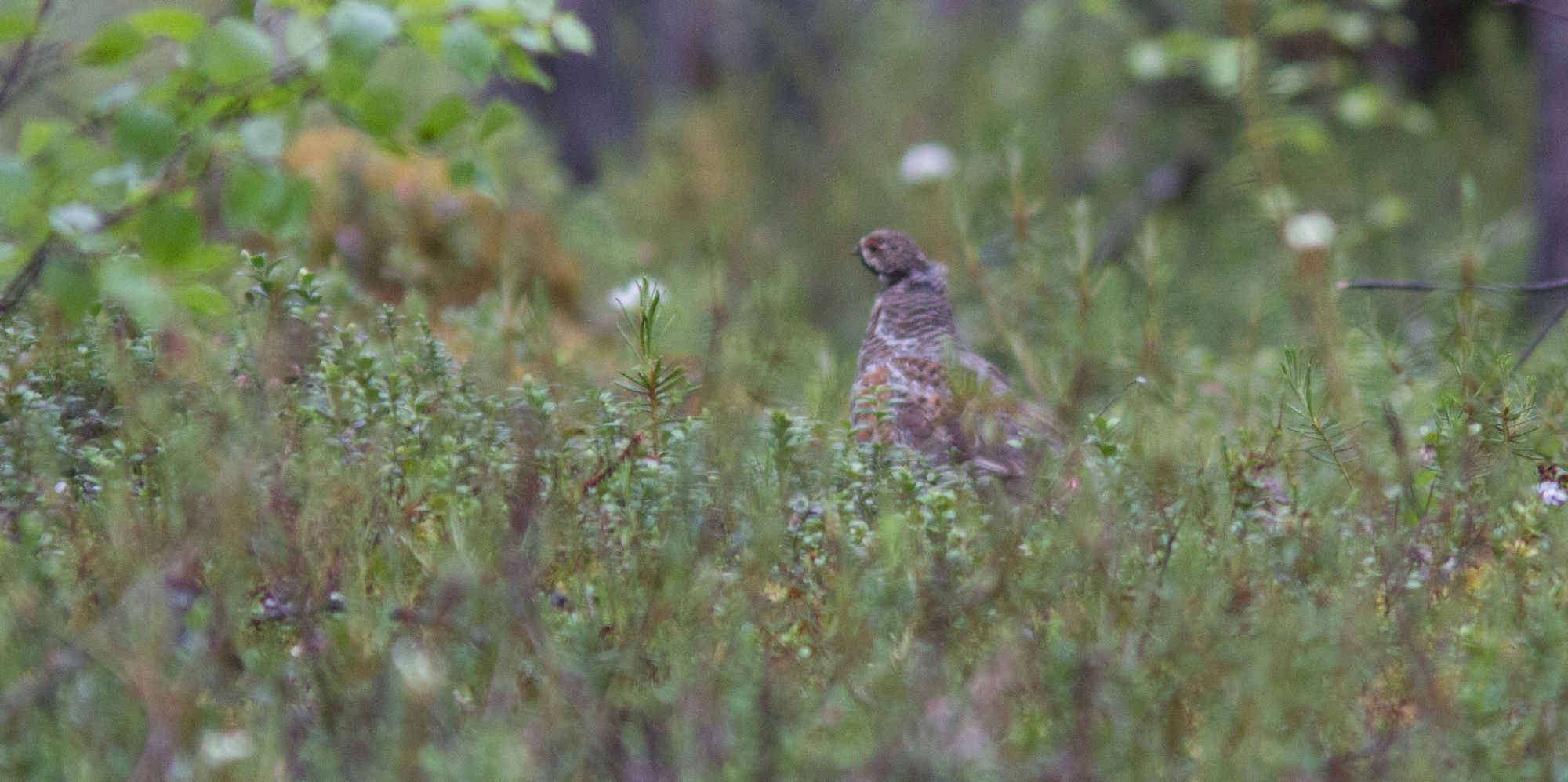 pic