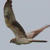enghauk pic