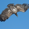 havørn pic