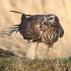 myrhauk pic
