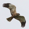 sivhauk pic