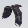 storskrikørn pic